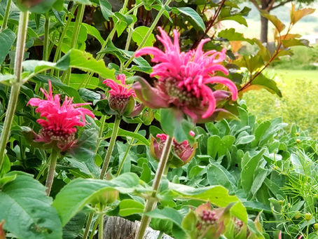 Maintenance Tips - Bee Balm