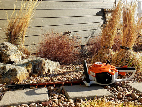 Ornamental Grasses in Montana