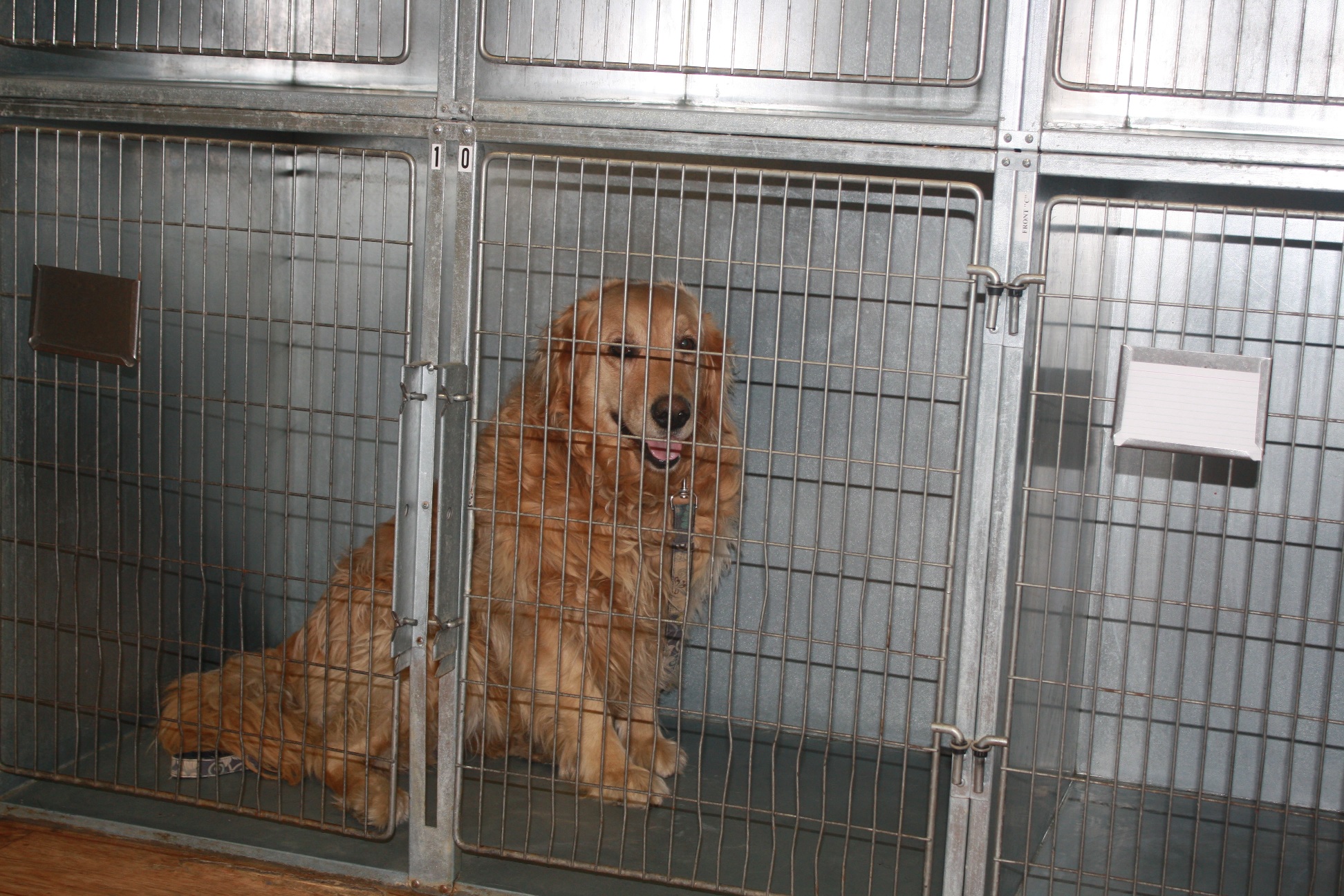 Javas Veterinary Center/Pets/Massena NY