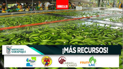 Cantones bananeros se beneficiarán de ley que les autoriza superávit de impuestos al banano