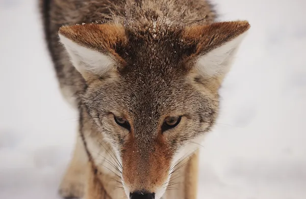 Winter Fox.webp