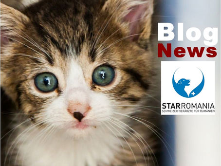 Lage der rumänischen Hunde in den öffentlichen Sheltern.-Liste