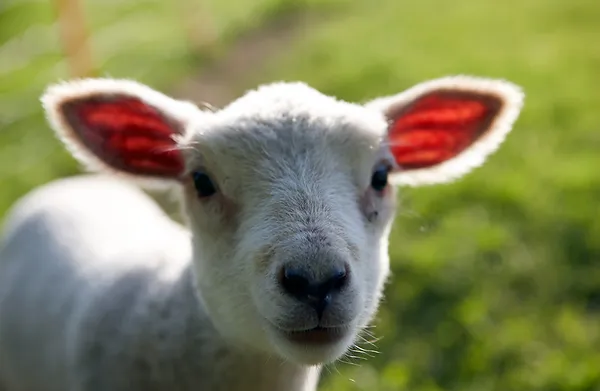 Kleines Lamm.webp