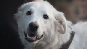 Starromania spendet an Lucky Dogs für Impf- und Futterkosten