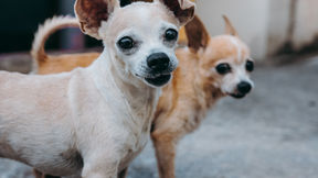 Starromania spendet Futter an Zuzave Foster