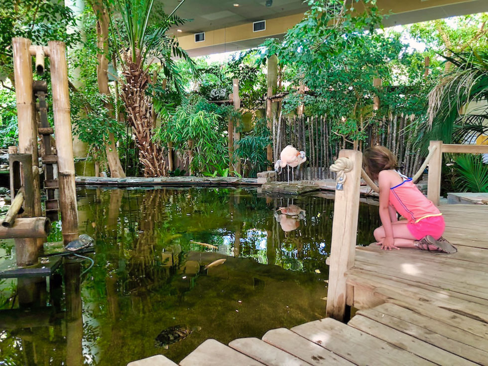 Flamingo's in Dome Port Zelande