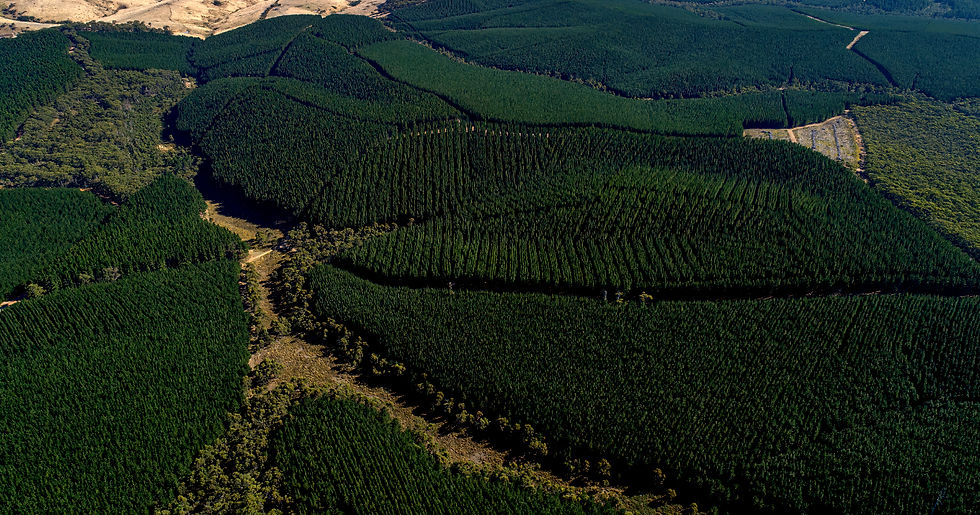 Verdant Natural Capital Forests Image