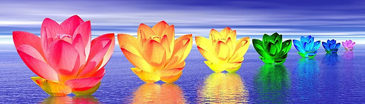 Rainbow lotus flowers on water