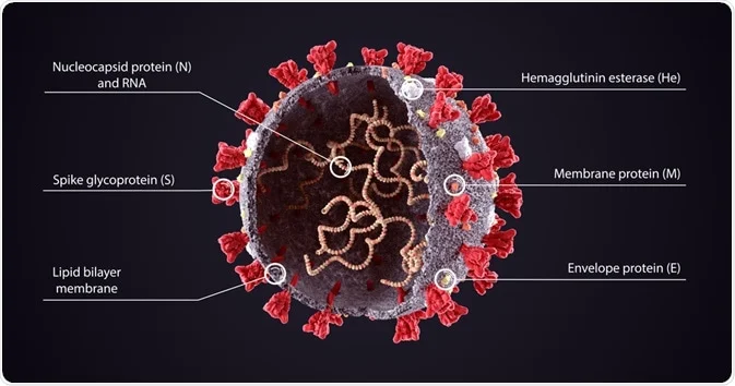 Coronavirus illustration: nucleocapsid, RNA, spike glycoprotein, lipid bilayer membrane, envelope protein