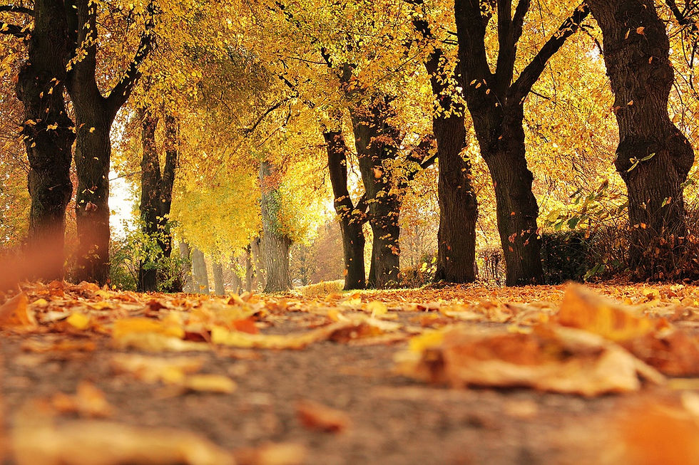 L'Automne : Les 7 bienfaits sur notre santé physique et mentale