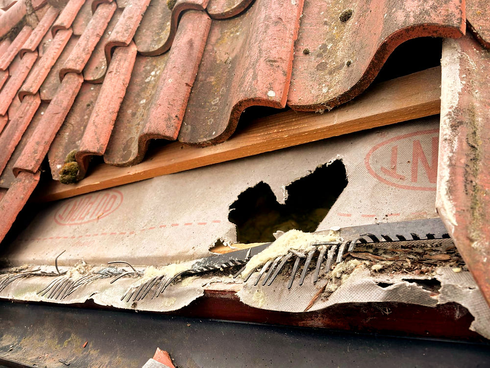 Damaged felt and vermin guard needing roof repairs Boston Lincolnshire