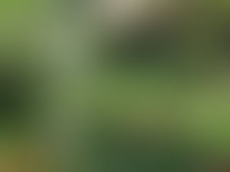 南投の森林テーマパーク「杉林溪」