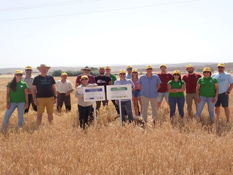 El Pobo acoge una jornada de campo sobre enfermedades del cereal