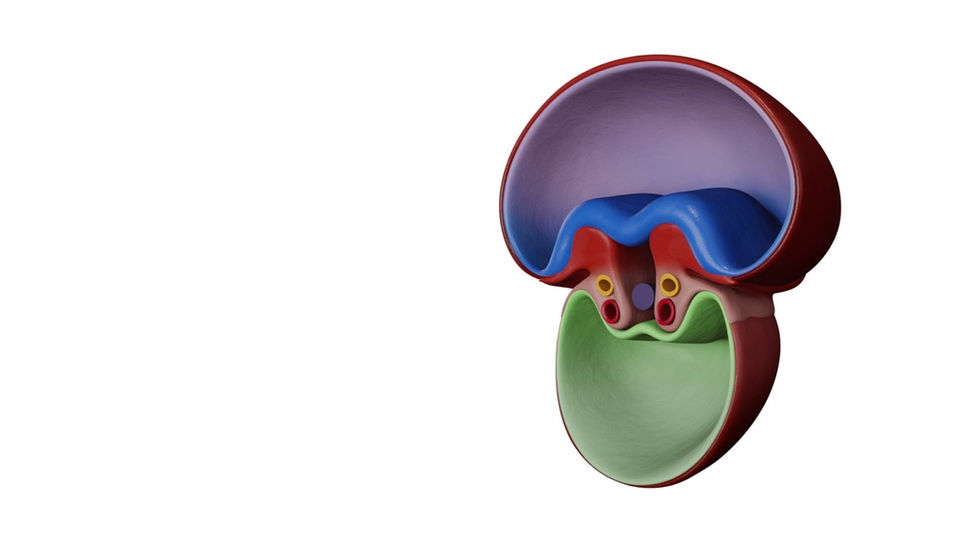 Stage 2- Lateral folding of embryo