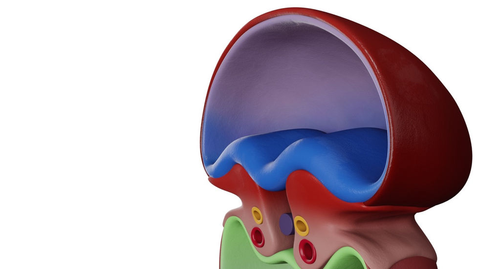 Stage 1- Lateral folding of embryo
