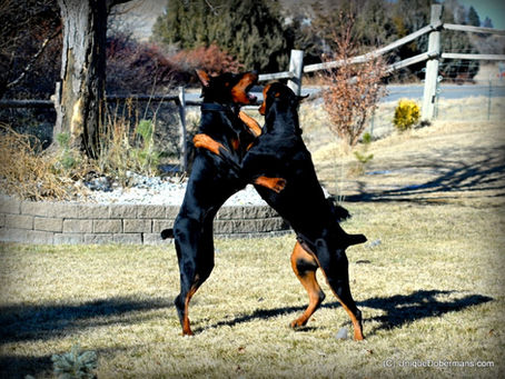 Warlock Dobermans for Sale in Portland & Los Angeles? Here’s What to Watch For