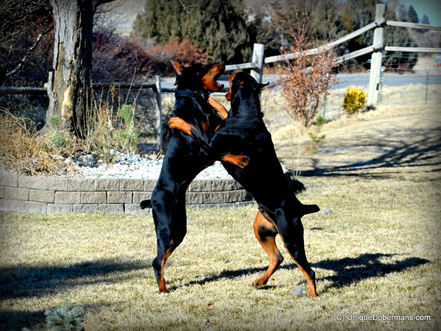 Who is the Ideal Buyer of a Unique Doberman?