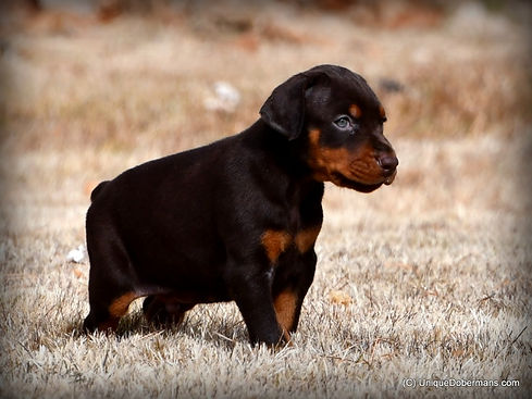 Started Puppy (2).jpg