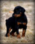 Started Puppy (6).jpg