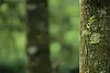 arbre-foret.webp