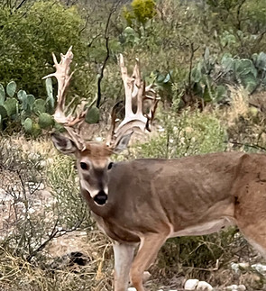 Trophy Whitetail Hunts