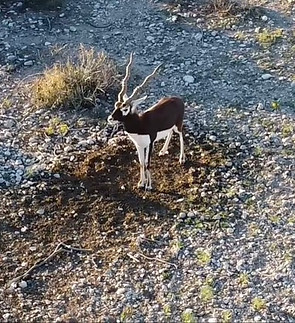 Trophy Blackbuck Hunts