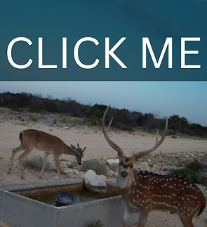 Trophy Axis Deer Hunts