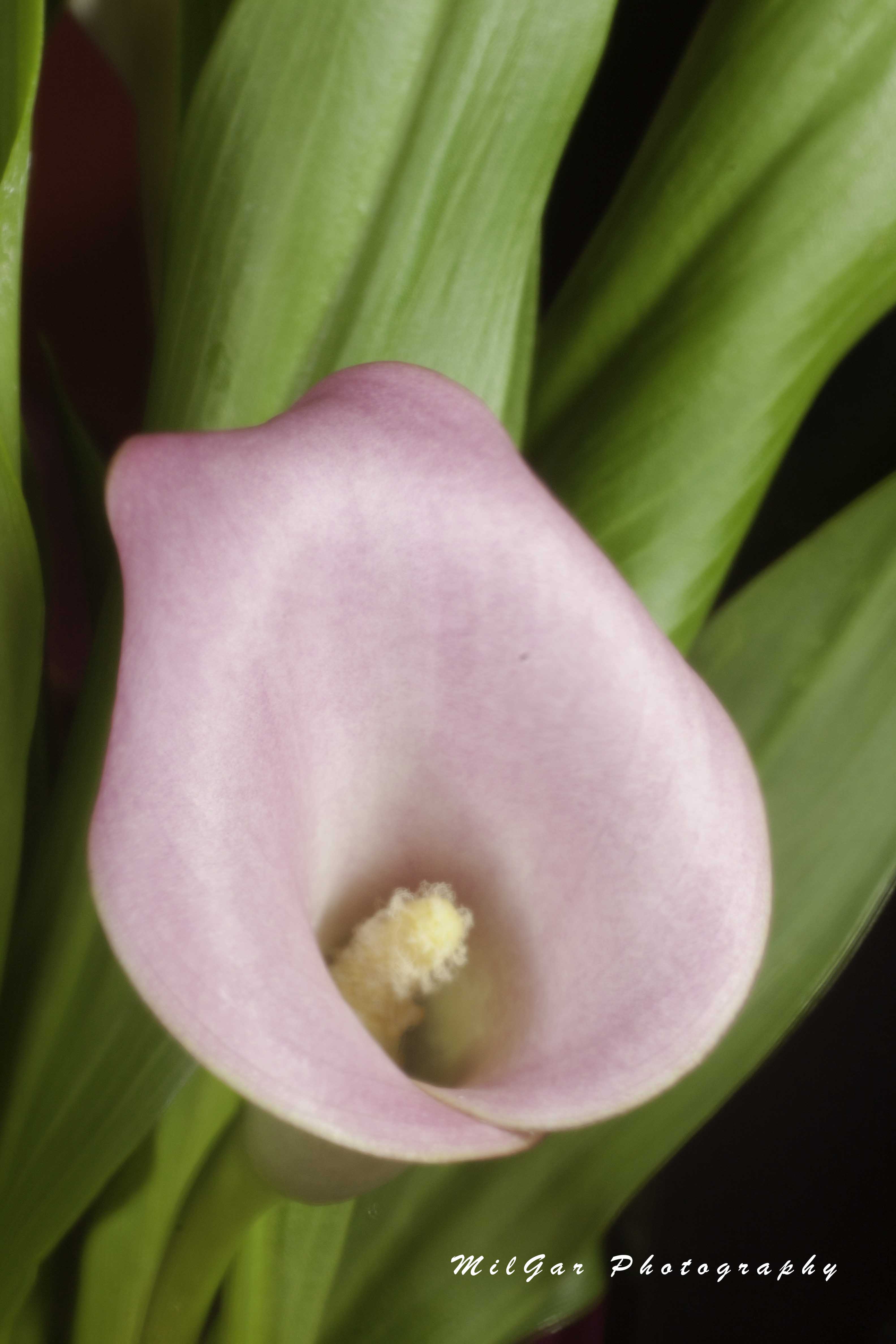 Calla lily8