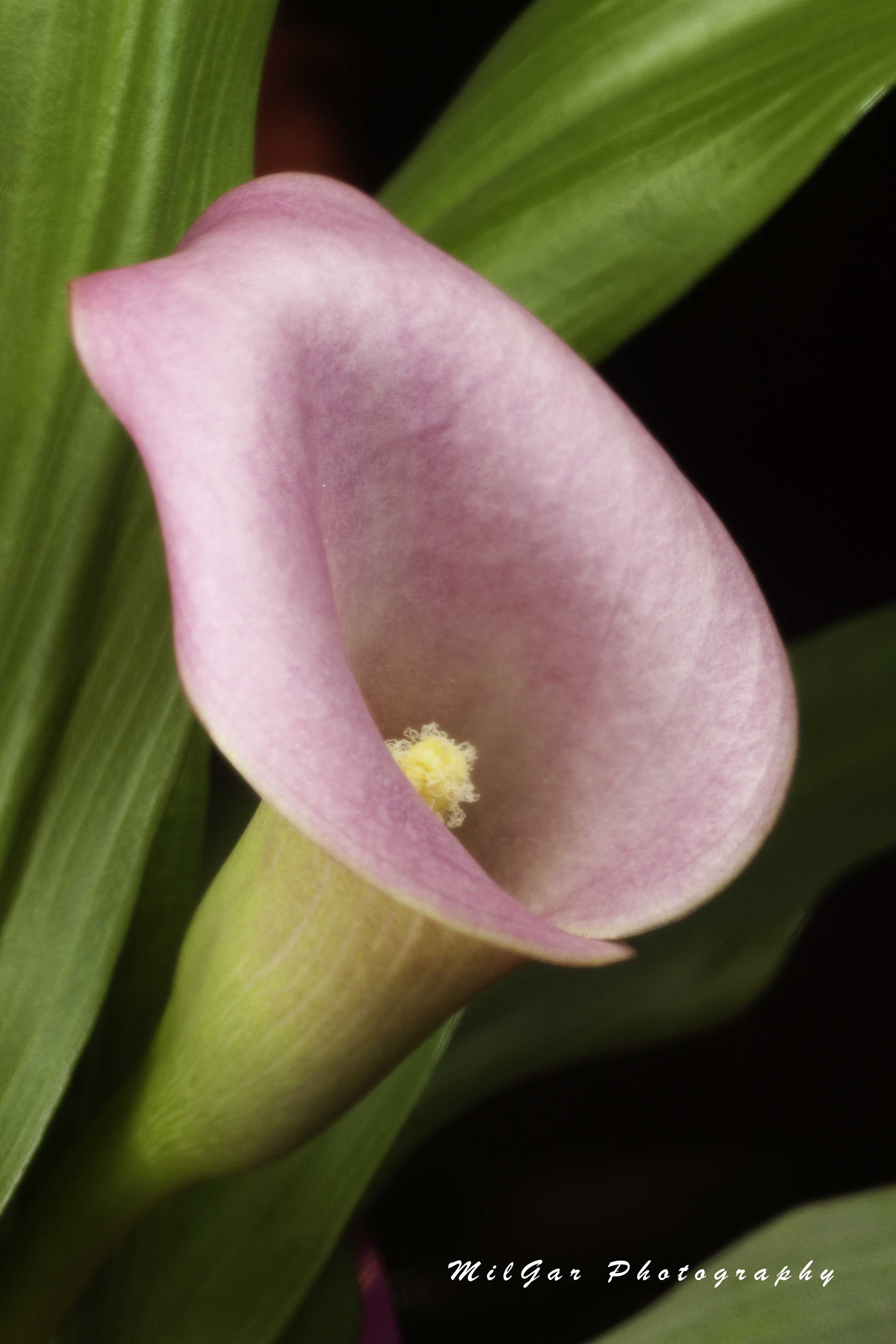 Calla lily13