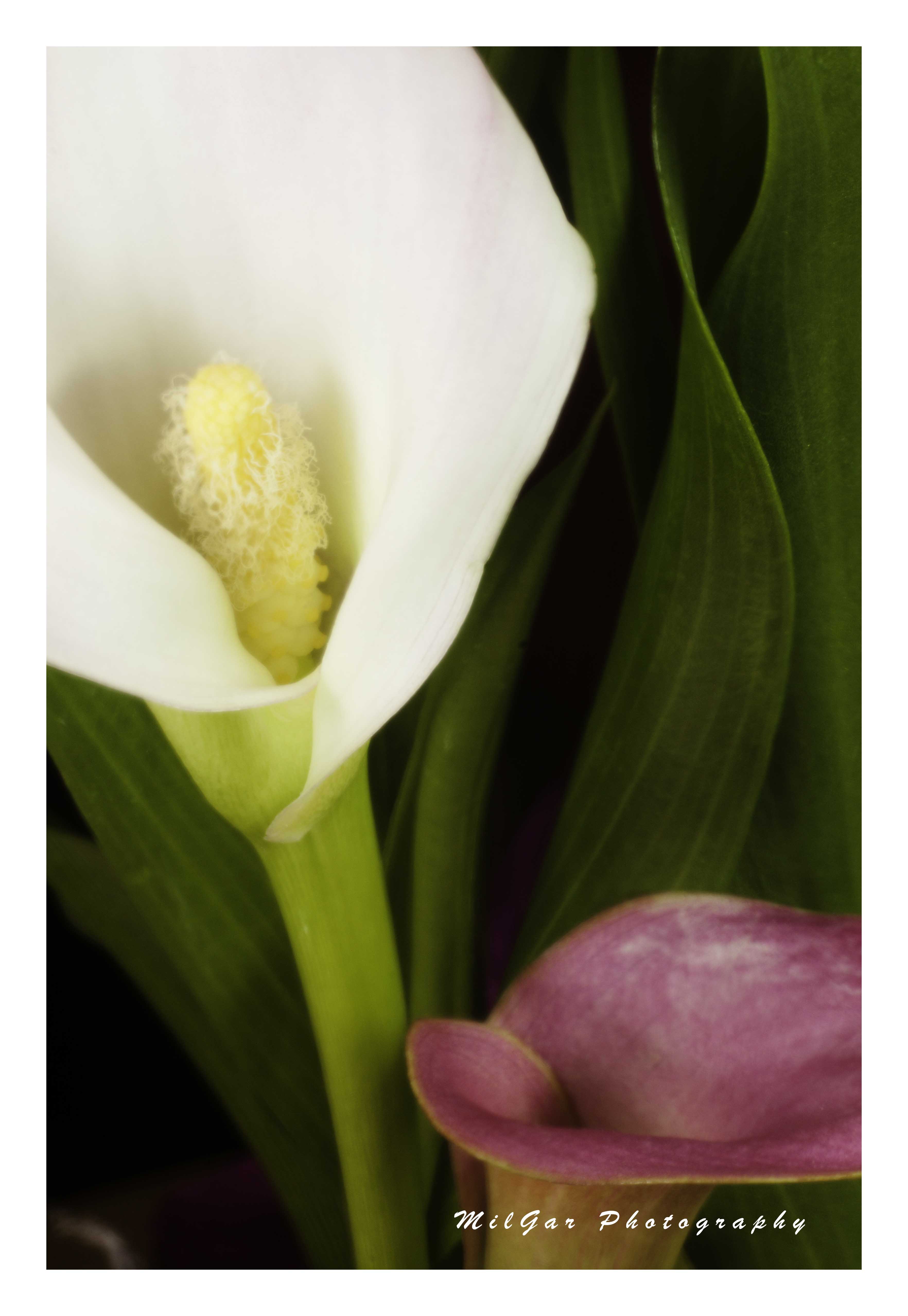 Calla lily9