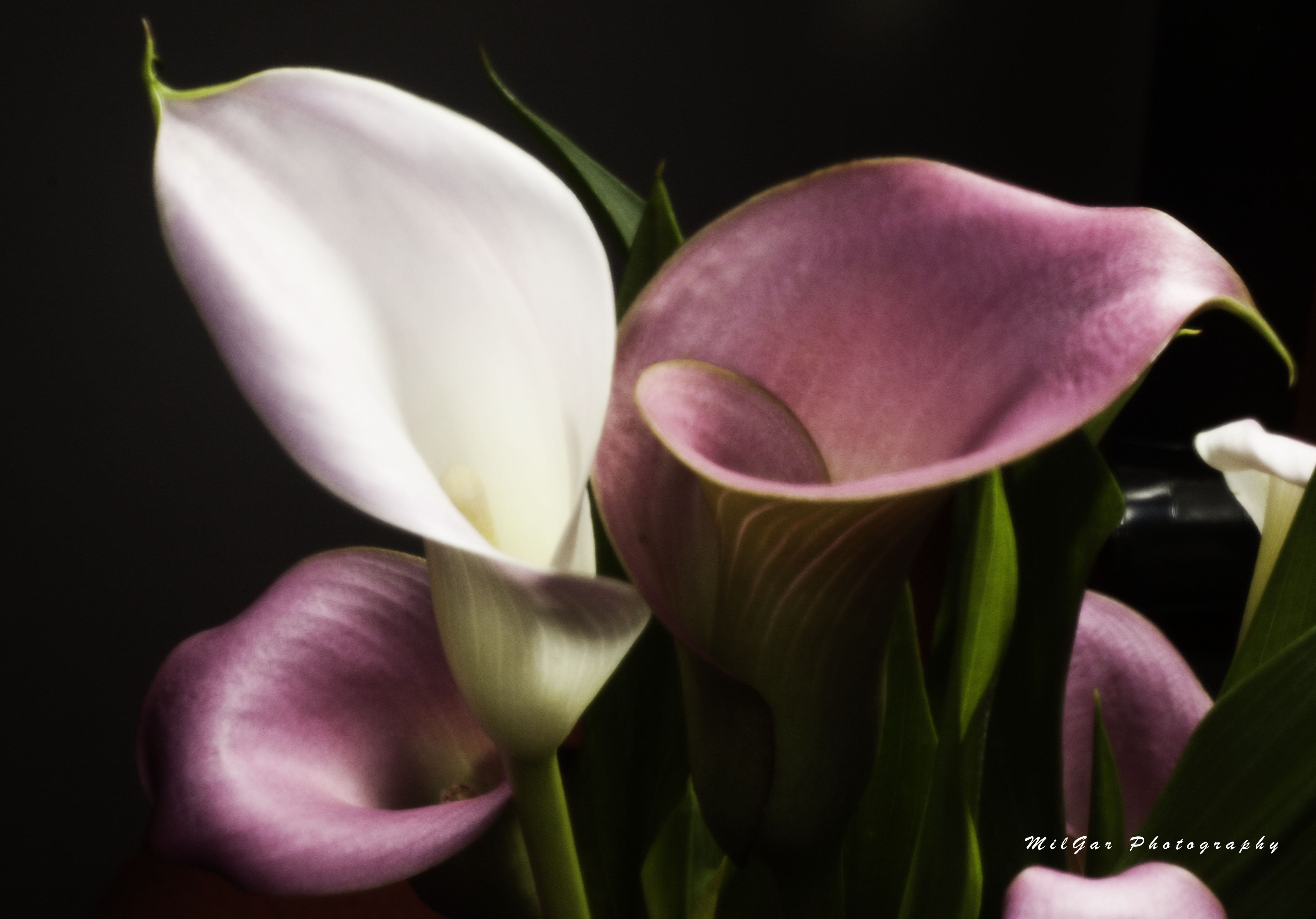 Calla lily plant4
