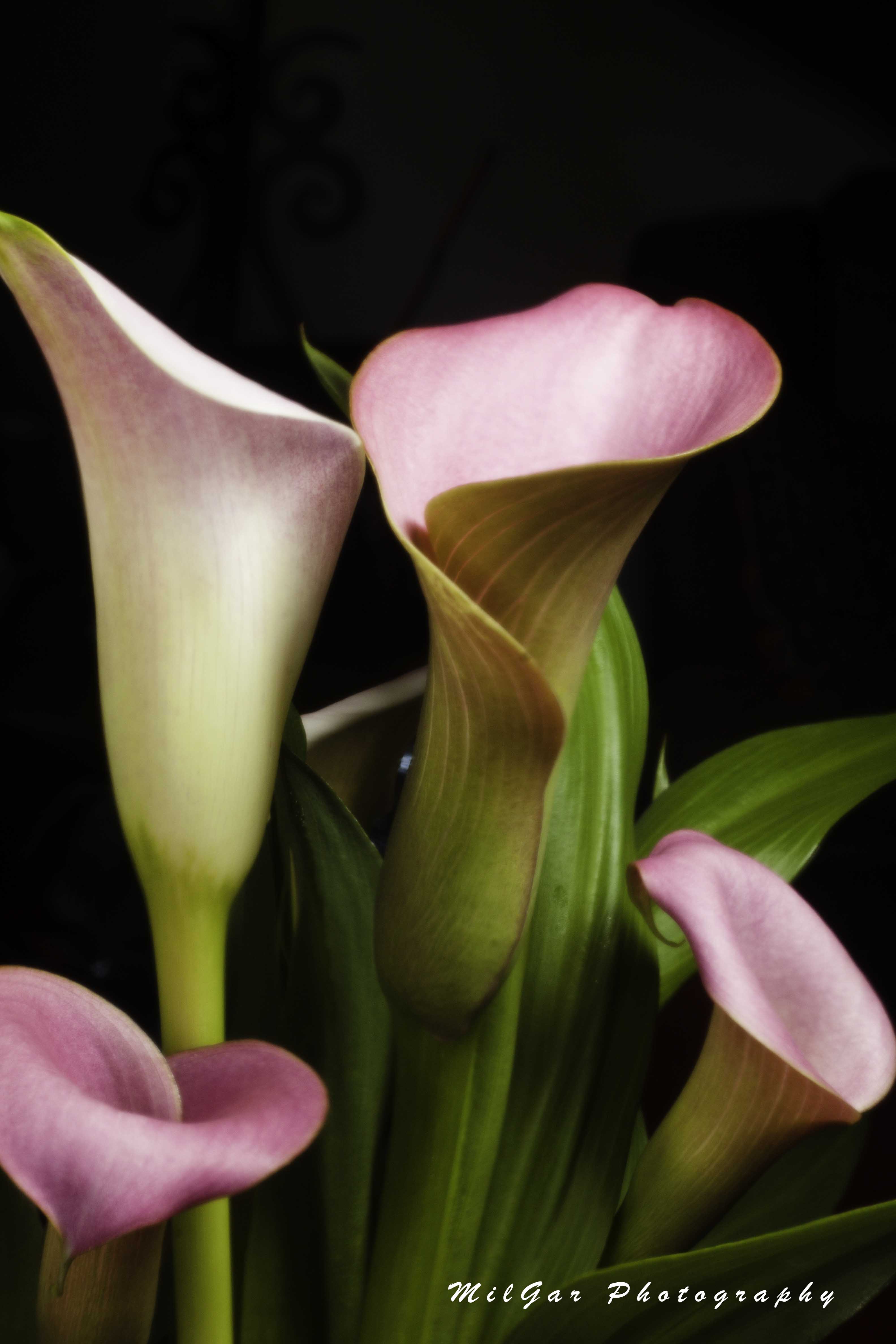 Calla lily plant2