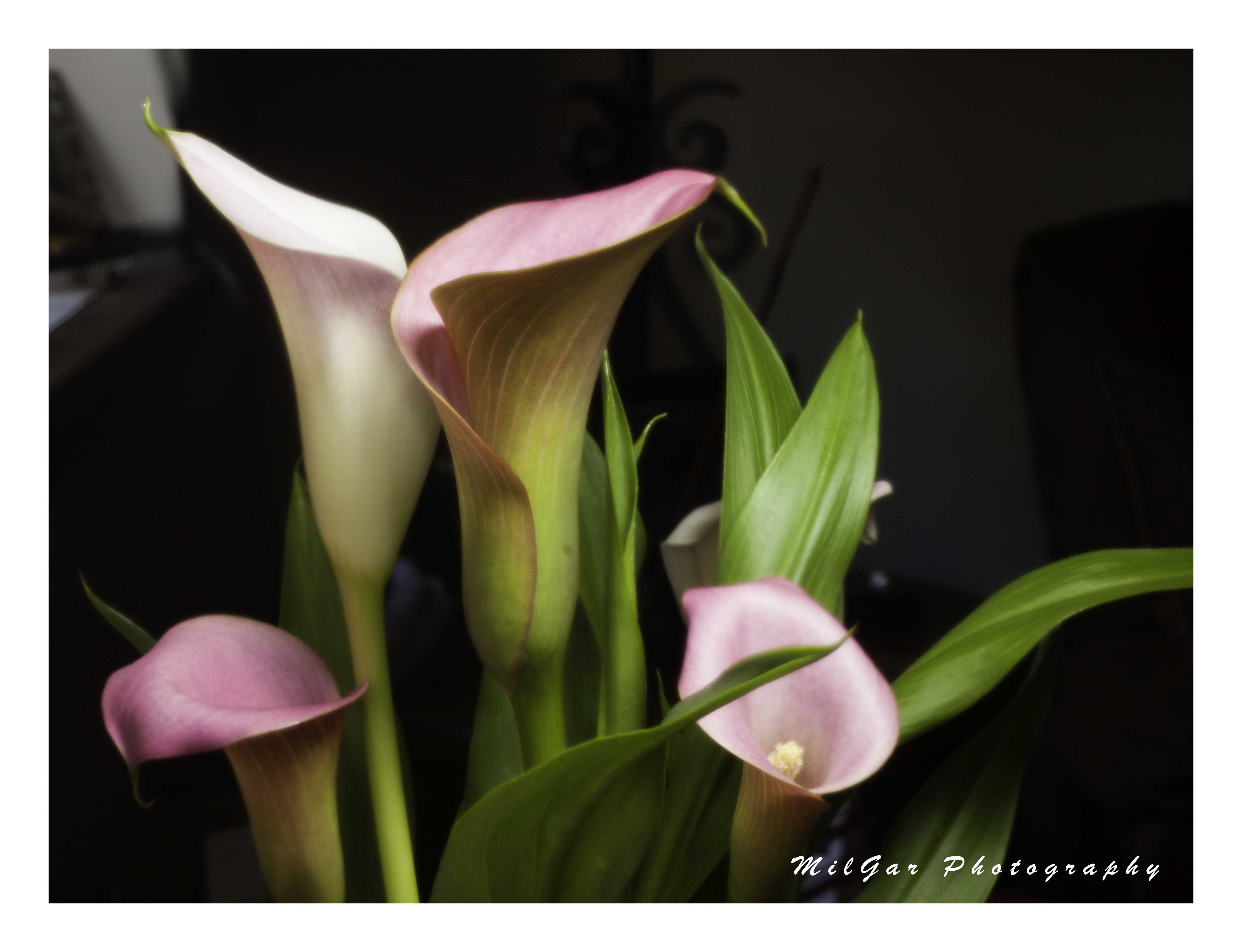 Calla lily plant