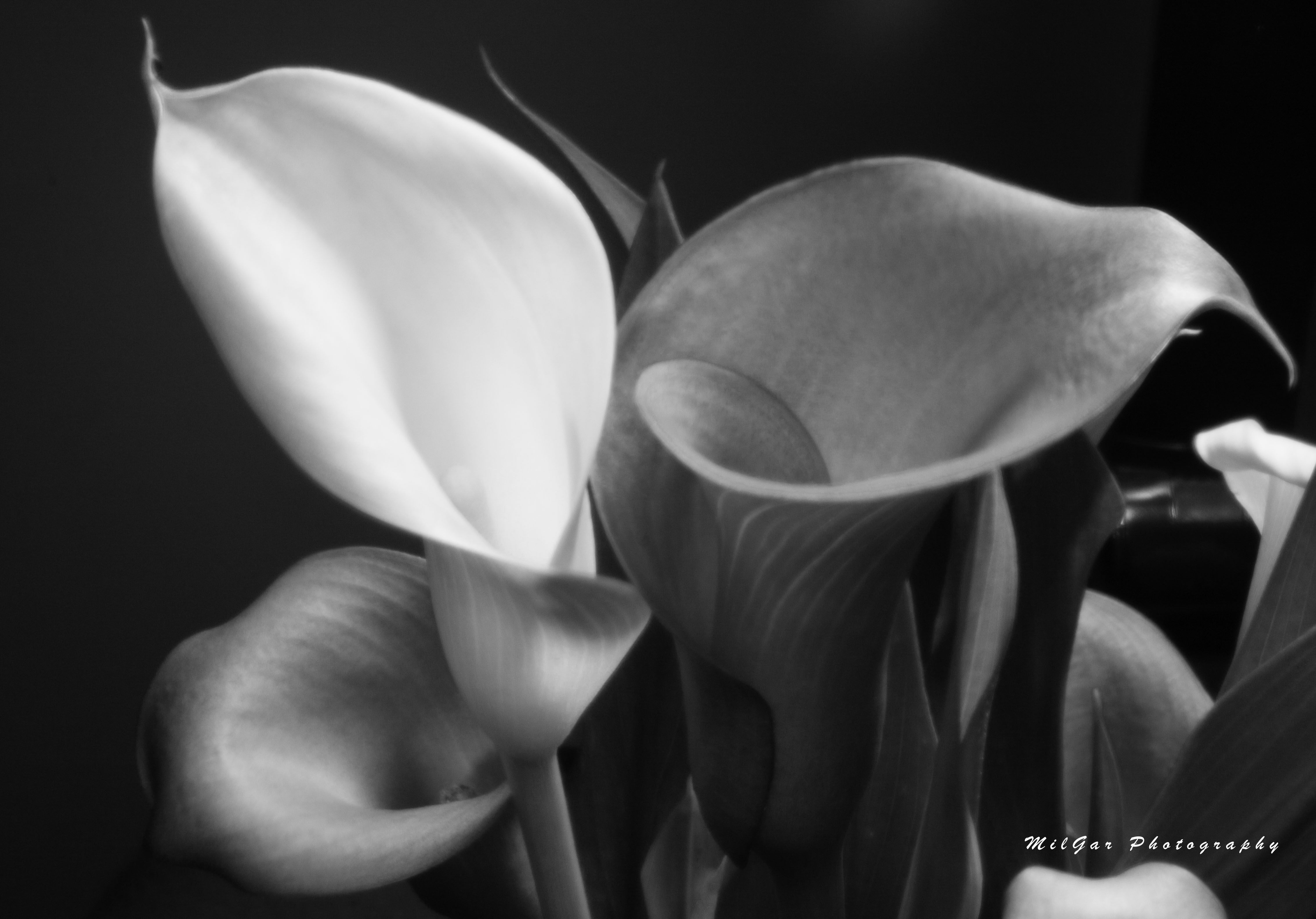 Calla lily plant4bw