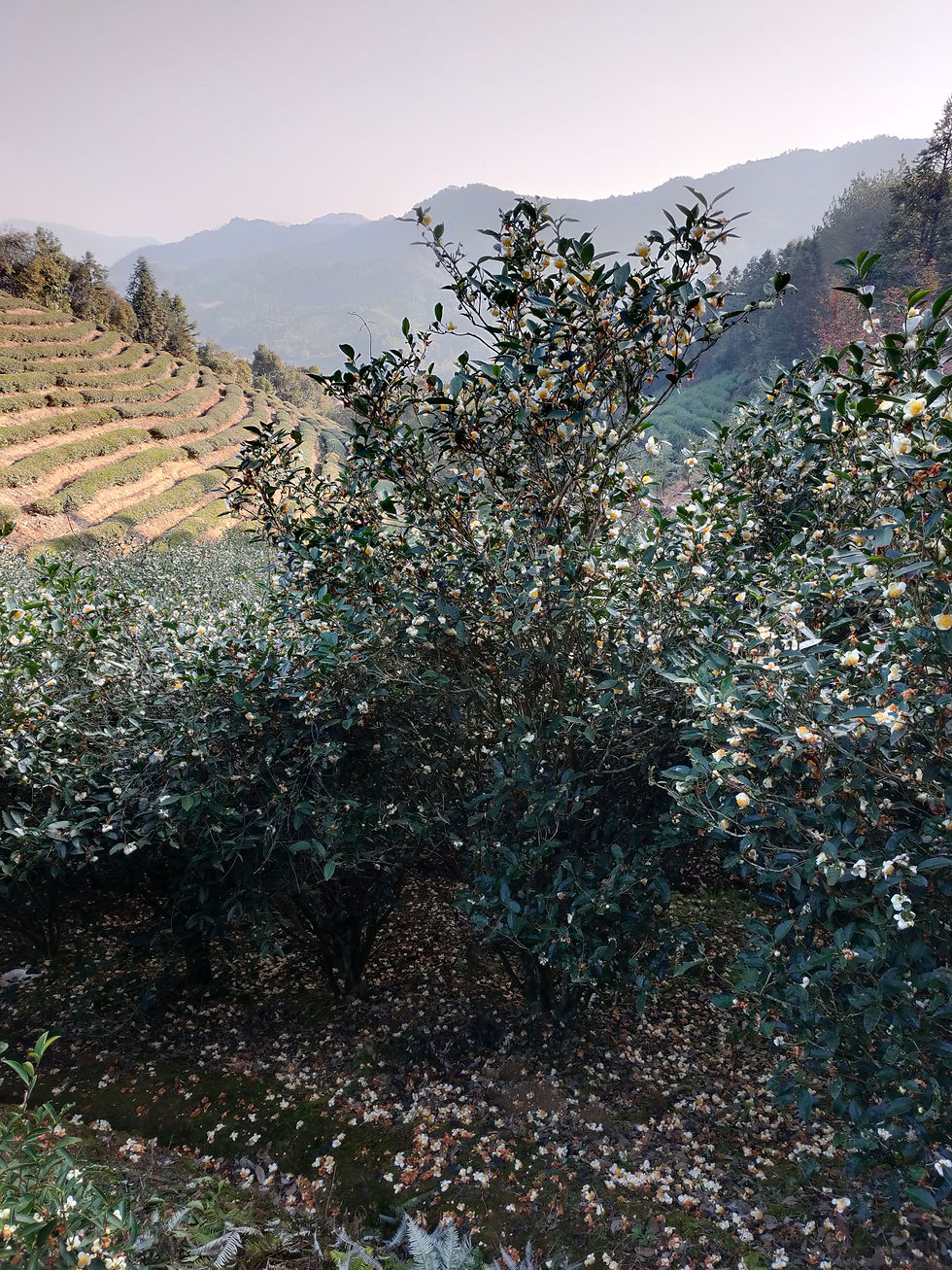 Thumbnail: Yancha - The Wood (Lao Cong Shui Xian) 老枞水仙