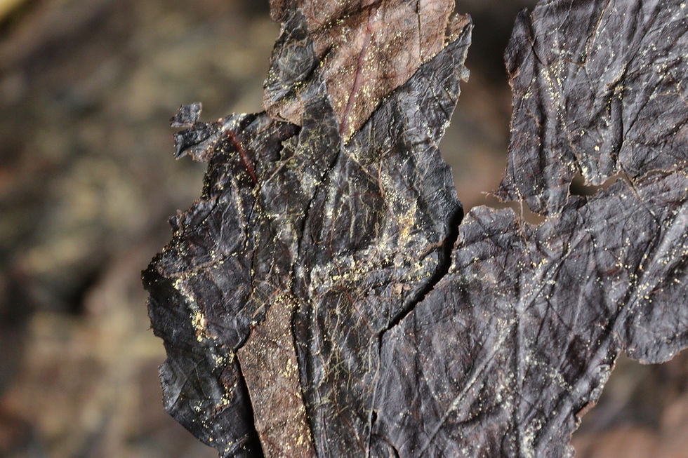 Thumbnail: 2010 Aged Wild Lao Cha Po 老茶婆