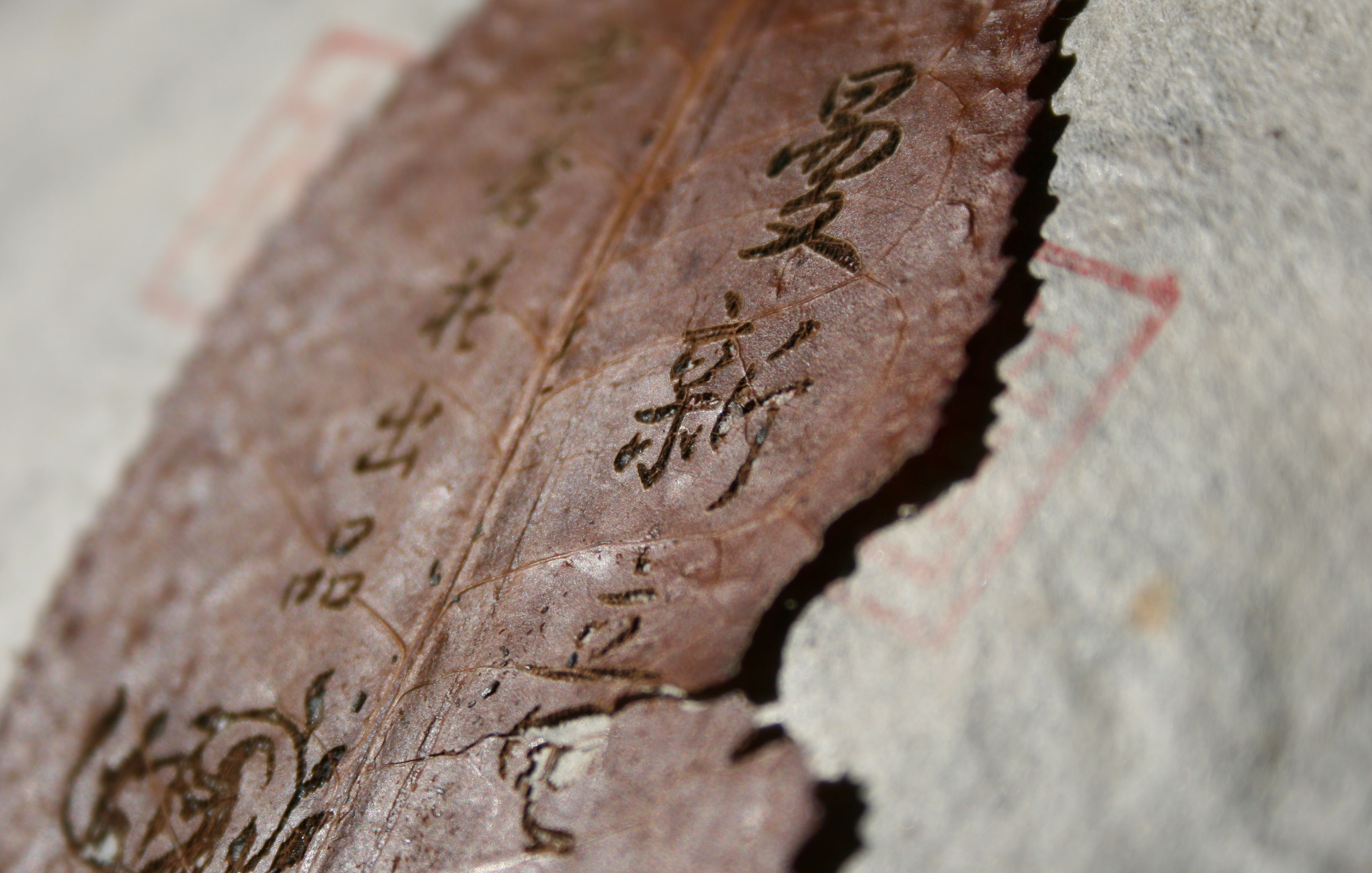 2013 Puerh Crudo/Sheng Man Xin Long Gushu (Bulang Shan) 曼新竜