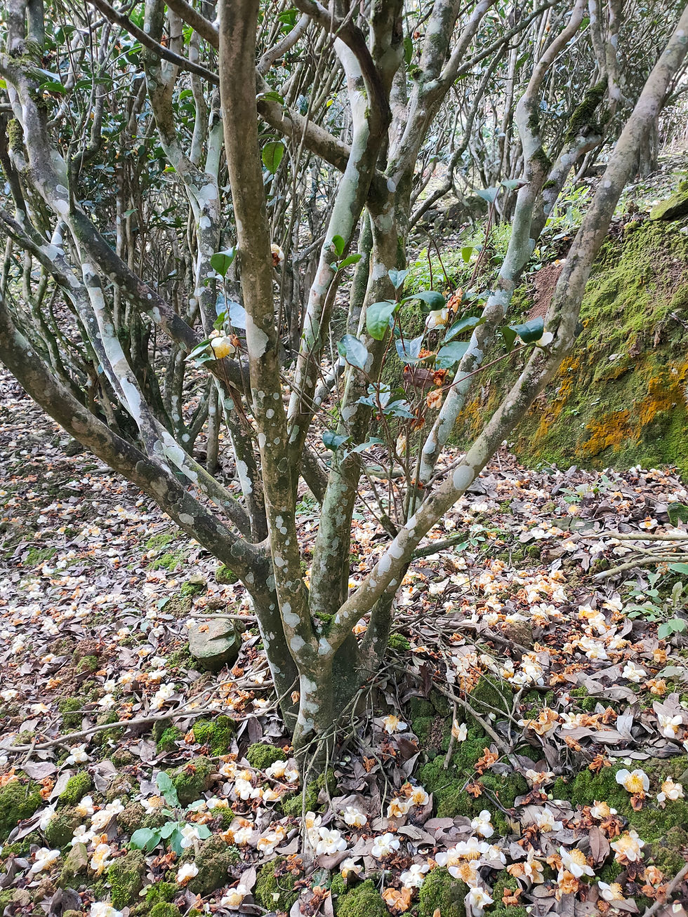 Thumbnail: Yancha - The Wood (Lao Cong Shui Xian) 老枞水仙