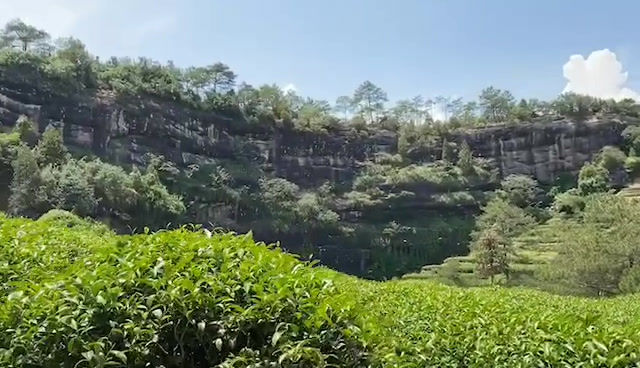 Miniatura: Yancha - Rou Gui Premiado