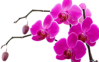 kisspng-orchids-doritaenopsis-purple-flo