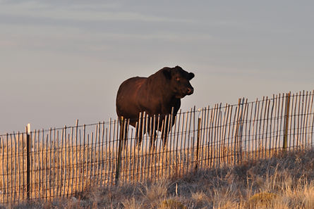 Bull in field