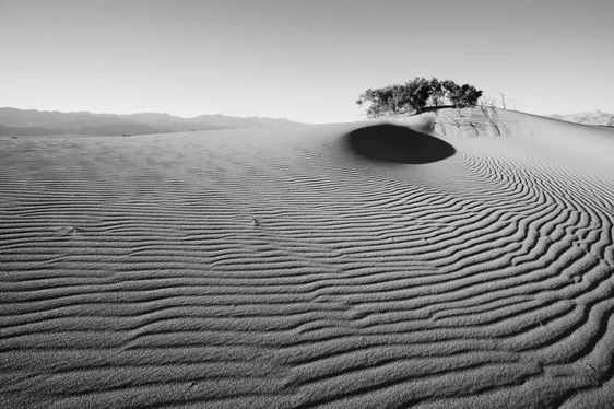 Sand dunes with tree in black and white photograph, Devin Shaw Photography.