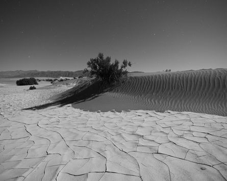 Desert landscape with cracked earth, a small bush, and distant mountains.