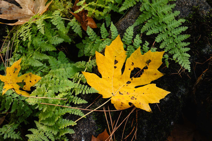 Yellow maple leaf rests on a bed of green ferns, autumn background.