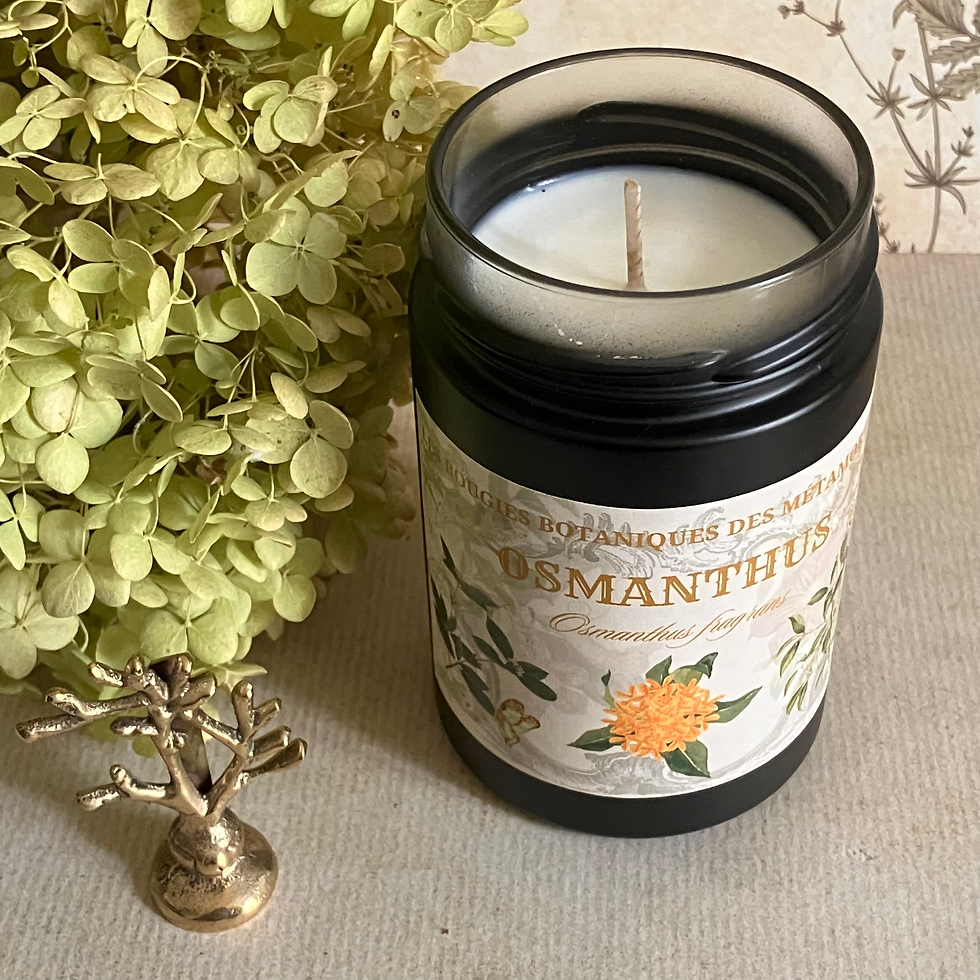 Miniature : Osmanthus