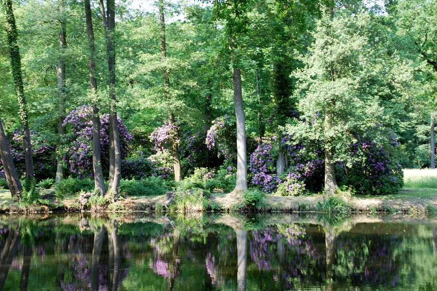Standardbild_Rhododendronfest_Krumke_2013_Vanessa_Schulz
