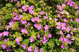 Thumbnail: Bacopa - Snowstorm Rose (Proven Winner)