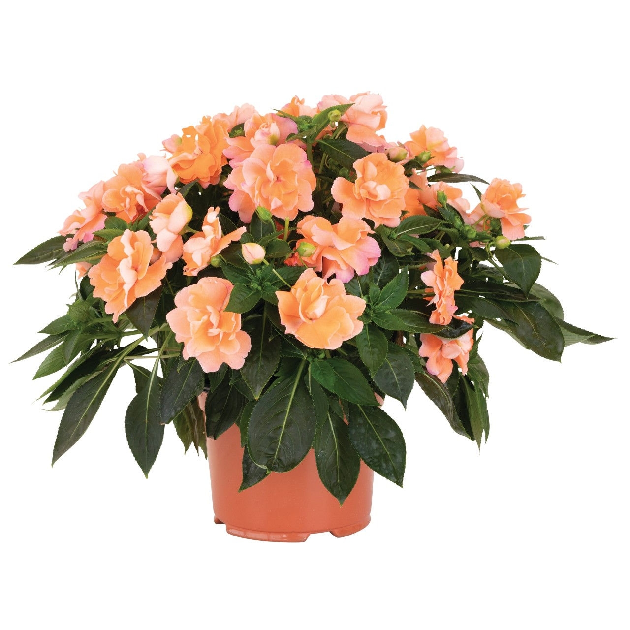 New Guinea Double Impatien Wild Romance Peach