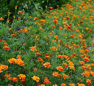 Marigolds1 (1).jpg