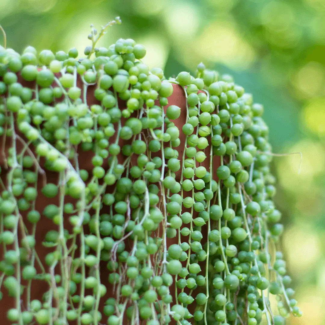 String of Pearls 6" HB